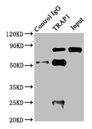 TRAP1 / HSP75 Antibody