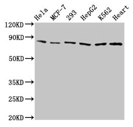 TRAP1 / HSP75 Antibody - Western Blot Positive WB detected in: Hela whole cell lysate, MCF-7 whole cell lysate, 293 whole cell lysate, HepG2 whole cell lysate, K562 whole cell lysate, Mouse heart tissue All lanes: TRAP1 antibody at 2µg/ml Secondary Goat polyclonal to rabbit IgG at 1/50000 dilution Predicted band size: 81, 75 kDa Observed band size: 81 kDa