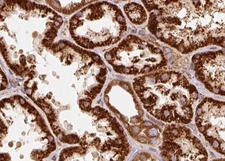 TRAP1 / HSP75 Antibody - 1:100 staining human kidney tissue by IHC-P. The tissue was formaldehyde fixed and a heat mediated antigen retrieval step in citrate buffer was performed. The tissue was then blocked and incubated with the antibody for 1.5 hours at 22°C. An HRP conjugated goat anti-rabbit antibody was used as the secondary.