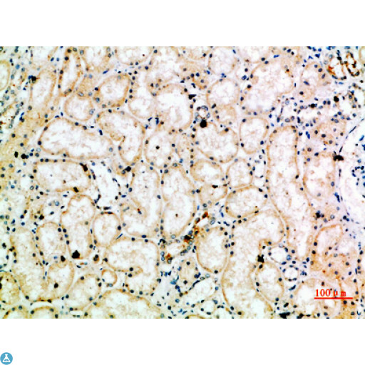 TRAP1 / HSP75 Antibody - Immunohistochemical analysis of paraffin-embedded human-kidney, antibody was diluted at 1:200.