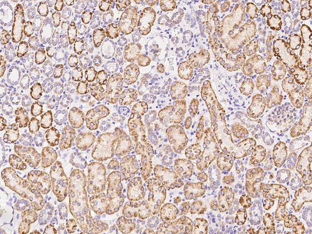 TRAP1 / HSP75 Antibody - Immunochemical staining of human TRAP1 in human kidney with rabbit polyclonal antibody at 1:1000 dilution, formalin-fixed paraffin embedded sections.