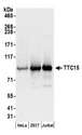 TRAPPC12 / TTC15 Antibody - Detection of human TTC15 by western blot. Samples: Whole cell lysate (50 µg) from HeLa, HEK293T, and Jurkat cells prepared using NETN lysis buffer. Antibodies: Affinity purified rabbit anti-TTC15 antibody used for WB at 0.04 µg/ml. Detection: Chemiluminescence with an exposure time of 30 seconds.