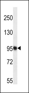 TRAPPC12 / TTC15 Antibody - TTC15 Antibody western blot of K562 cell line lysates (35 ug/lane). The TTC15 antibody detected the TTC15 protein (arrow).