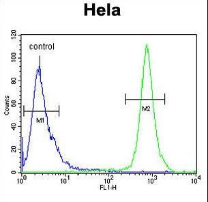 TRAPPC3 Antibody - TRAPPC3 Antibody flow cytometry of HeLa cells (right histogram) compared to a negative control cell (left histogram). FITC-conjugated goat-anti-rabbit secondary antibodies were used for the analysis.