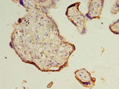 TRAPPC3 Antibody - Immunohistochemistry of paraffin-embedded human placenta tissue using antibody at dilution of 1:100.