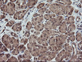 TRAPPC4 / Synbindin Antibody - IHC of paraffin-embedded Human pancreas tissue using anti-TRAPPC4 mouse monoclonal antibody.