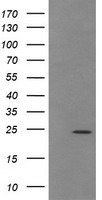 TRAPPC4 / Synbindin Antibody - HEK293T cells were transfected with the pCMV6-ENTRY control (Left lane) or pCMV6-ENTRY TRAPPC4 (Right lane) cDNA for 48 hrs and lysed. Equivalent amounts of cell lysates (5 ug per lane) were separated by SDS-PAGE and immunoblotted with anti-TRAPPC4.