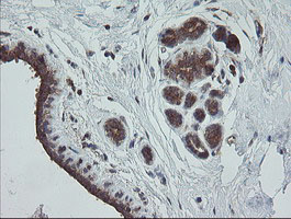 TRAPPC4 / Synbindin Antibody - IHC of paraffin-embedded Human breast tissue using anti-TRAPPC4 mouse monoclonal antibody.