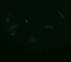 TRAPPC4 / Synbindin Antibody - Immunofluorescent staining of HeLa cells using anti-TRAPPC4 mouse monoclonal antibody.