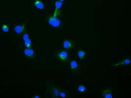 TRAPPC4 / Synbindin Antibody - Anti-TRAPPC4 mouse monoclonal antibody immunofluorescent staining of COS7 cells transiently transfected by pCMV6-ENTRY TRAPPC4.