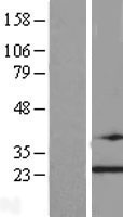 TRAPPC4 / Synbindin Protein - Western validation with an anti-DDK antibody * L: Control HEK293 lysate R: Over-expression lysate