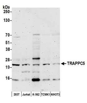 TRAPPC5 Antibody - Detection of human and mouse TRAPPC5 by western blot. Samples: Whole cell lysate (50 µg) from HEK293T, Jurkat, K-562, mouse TCMK-1, and mouse NIH 3T3 cells prepared using NETN lysis buffer. Antibody: Affinity purified rabbit anti-TRAPPC5 antibody used for WB at 1:1000. Detection: Chemiluminescence with an exposure time of 3 minutes.