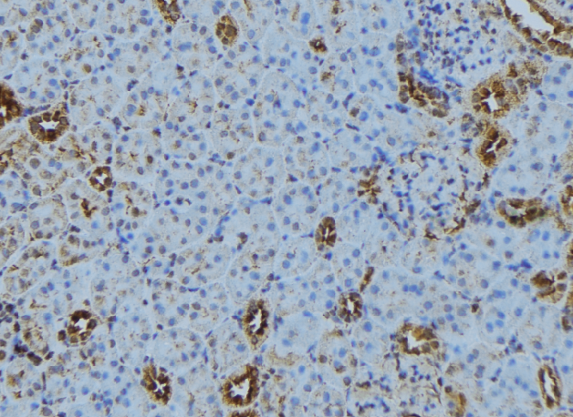 TRAPPC5 Antibody - 1:100 staining mouse kidney tissue by IHC-P. The sample was formaldehyde fixed and a heat mediated antigen retrieval step in citrate buffer was performed. The sample was then blocked and incubated with the antibody for 1.5 hours at 22°C. An HRP conjugated goat anti-rabbit antibody was used as the secondary.