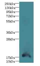 TRAPPC6B Antibody - Western blot. All lanes: TRAPPC6B antibody at 4 ug/ml+Mos- kidney tissue Goat polyclonal to rabbit at 1:10000 dilution. Predicted band size: 18 kDa. Observed band size: 18 kDa.