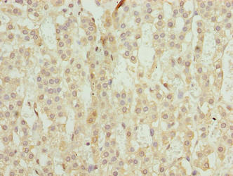 TRAPPC6B Antibody - Immunohistochemistry of paraffin-embedded human adrenal gland tissue using TRAPPC6B Antibody at dilution of 1:100