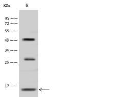 TRAPPC6B Antibody - Anti-TRAPPC6B rabbit polyclonal antibody at 1:500 dilution. Lane A: U-251 MG Whole Cell Lysate. Lysates/proteins at 30 ug per lane. Secondary: Goat Anti-Rabbit IgG (H+L)/HRP at 1/10000 dilution. Developed using the ECL technique. Performed under reducing conditions. Predicted band size: 15 kDa. Observed band size: 15 kDa. (We are unsure as to the identity of these extra bands.)