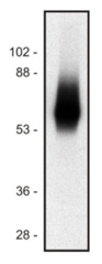 TRAT1 / TRIM Antibody - Western blot of human Jurkat T cell line lysate (1% laurylmaltoside); non-reduced sample, immunostained by  mAb TRIM-04 and goat anti-mouse IgG (H+L)-HRP conjugate.