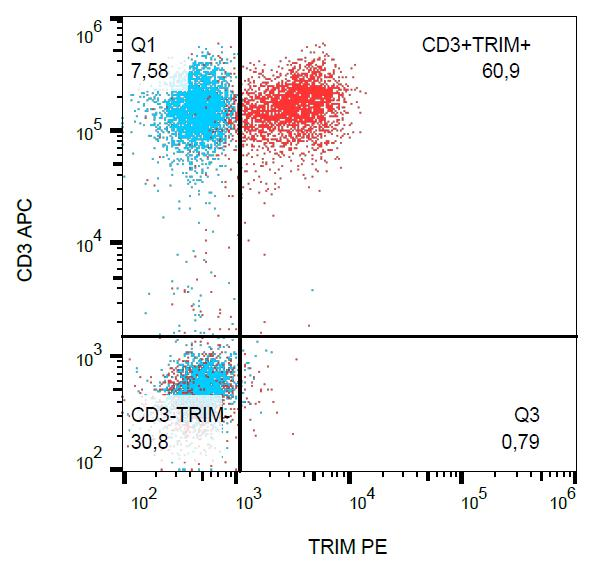 TRAT1 / TRIM Antibody - Intracellular staining of human peripheral blood with  mAb TRIM-04 PE.