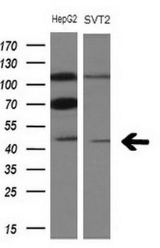TRB3 / TRIB3 Antibody - Western blot analysis of extracts. (10ug) from 2 different cell lines by using anti-TRIB3 monoclonal antibody at 1:200 dilution.
