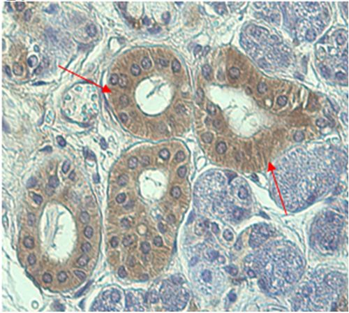TRB3 / TRIB3 Antibody - Immunohistochemical staining of human tissue using anti-TRB3 (human), pAb at 1:2000 dilution. . 1: Immunoperoxidase staining (cytoplasmic) of formalin-fixed, paraffin-embedded human salivary glands (200x, brown color).