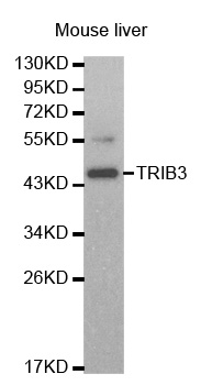 TRB3 / TRIB3 Antibody - Western blot analysis of extracts of mouse liver cell lines, using TRIB3 antibody.