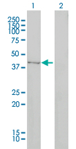 TRDMT1 / DNMT2 Antibody - Western Blot analysis of DNMT2 expression in transfected 293T cell line by DNMT2 monoclonal antibody (M01), clone 1E12.Lane 1: DNMT2 transfected lysate(45 KDa).Lane 2: Non-transfected lysate.