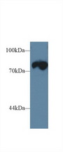TRDN / Triadin Antibody - Western Blot; Sample: Mouse Skeletal muscle lysate; Primary Ab: 1µg/ml Rabbit Anti-Rat TRDN Antibody Second Ab: 0.2µg/mL HRP-Linked Caprine Anti-Rabbit IgG Polyclonal Antibody