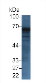 TREH Antibody - Western Blot; Sample: Mouse Small intestine lysate; Primary Ab: 3µg/ml Rabbit Anti-Human TREH Antibody Second Ab: 0.2µg/mL HRP-Linked Caprine Anti-Rabbit IgG Polyclonal Antibody