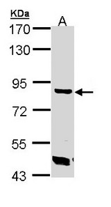 TREH Antibody - Sample (30 ug of whole cell lysate). A: A431 . 7.5% SDS PAGE. TREH antibody diluted at 1:1000