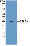TREM1 Antibody - Western Blot; Sample: Recombinant TREM1, Porcine.