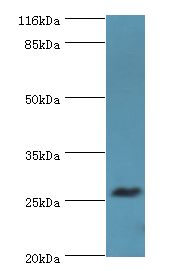 TREM1 Antibody - Western blot. All lanes: TREM1 antibody at 2 ug/ml+HepG2 whole cell lysate. Secondary antibody: Goat polyclonal to rabbit at 1:10000 dilution. Predicted band size: 26 kDa. Observed band size: 26 kDa.