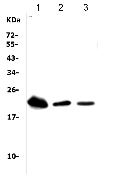 TREM1 Antibody - Western blot analysis of Trem1 using anti-Trem1 antibody. Electrophoresis was performed on a 5-20% SDS-PAGE gel at 70V (Stacking gel) / 90V (Resolving gel) for 2-3 hours. The sample well of each lane was loaded with 50ug of sample under reducing conditions. Lane 1: rat liver tissue lysates, Lane 2: mouse liver tissue lysates, Lane 3: mouse spleen tissue lysates, After Electrophoresis, proteins were transferred to a Nitrocellulose membrane at 150mA for 50-90 minutes. Blocked the membrane with 5% Non-fat Milk/ TBS for 1.5 hour at RT. The membrane was incubated with rabbit anti-Trem1 antigen affinity purified polyclonal antibody at 0.5 µg/mL overnight at 4°C, then washed with TBS-0.1% Tween 3 times with 5 minutes each and probed with a goat anti-rabbit IgG-HRP secondary antibody at a dilution of 1:10000 for 1.5 hour at RT. The signal is developed using an Enhanced Chemiluminescent detection (ECL) kit with Tanon 5200 system. A specific band was detected for Trem1 at approximately 22-26KD. The expected band size for Trem1 is at 26KD.