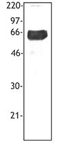 TREM1 Antibody - Recombinant human TREM-1 Fc protein (20 ng per lane) was resolved by electrophoresis, transferred to nitrocellulose, and probed with monoclonal antibody against TREM-1 (clone TREM-37). Proteins were visualized using a goat anti-mouse secondary conjugated to HRP and a chemiluminescence detection system.