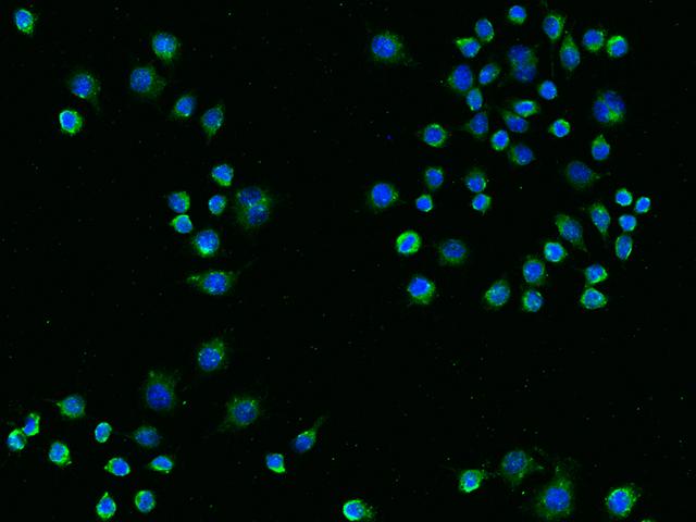 TREM2 / TREM-2 Antibody - Immunofluorescence staining of mTREM2 in RAW264.7 cells. Cells were fixed with 4% PFA, blocked with 10% serum, and incubated with rabbit anti-mouse mTREM2 monoclonal antibody (dilution ratio 1:60) at 4°C overnight. Then cells were stained with the Alexa Fluor 488-conjugated Goat Anti-rabbit IgG secondary antibody (green) and counterstained with DAPI (blue). Positive staining was localized to Cytoplasm and cell membrane.