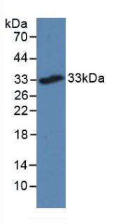 TREM2 / TREM-2 Antibody - Western Blot; Sample: Mouse Large Intestine Tissue.