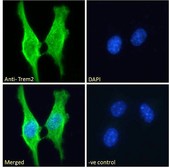 TREM2 / TREM-2 Antibody - Goat Anti-Trem2 (mouse) Antibody Immunofluorescence analysis of paraformaldehyde fixed 3T3-L1 cells, permeabilized with 0.15% Triton. Primary incubation 1hr (10ug/ml) followed by Alexa Fluor 488 secondary antibody (2ug/ml), showing membrane/cytoplasmic staining. The nuclear stain is DAPI (blue). Negative control: Unimmunized goat IgG (10ug/ml) followed by Alexa Fluor 488 secondary antibody (2ug/ml).