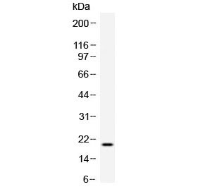 TREML1 / TLT1 Antibody - Western blot testing of recombinant human TREML1 protein with TREML1 antibody at 0.5ug/ml.