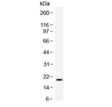 TREML1 / TLT1 Antibody - Western blot testing of recombinant human TREML1 protein with TREML1 antibody at 0.5ug/ml.
