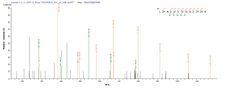 troA Protein - Based on the SEQUEST from database of E.coli host and target protein, the LC-MS/MS Analysis result of Recombinant Treponema pallidum Periplasmic zinc-binding protein troA(troA) could indicate that this peptide derived from E.coli-expressed Treponema pallidum (strain Nichols) troA.