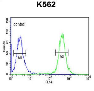 TRERF1 Antibody - TREF1 Antibody flow cytometry of K562 cells (right histogram) compared to a negative control cell (left histogram). FITC-conjugated goat-anti-rabbit secondary antibodies were used for the analysis.