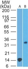 TREX1 Antibody - Western Blot: TREX1 Antibody (41M5F2) - Analysis of A) TREX1 partial recombinant protein (0.2 ug/ml) and B) human heart tissue (2 ug/ml) using TREX1 antibody.  This image was taken for the unconjugated form of this product. Other forms have not been tested.