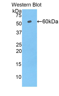TRF1 / TERF1 Antibody - Western blot of recombinant TRF1 / TERF1.  This image was taken for the unconjugated form of this product. Other forms have not been tested.