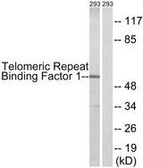 TRF1 / TERF1 Antibody - Western blot analysis of lysates from 293 cells, treated with Paclitaxel 1uM 24h, using Telomeric Repeat Binding Factor 1 Antibody. The lane on the right is blocked with the synthesized peptide.