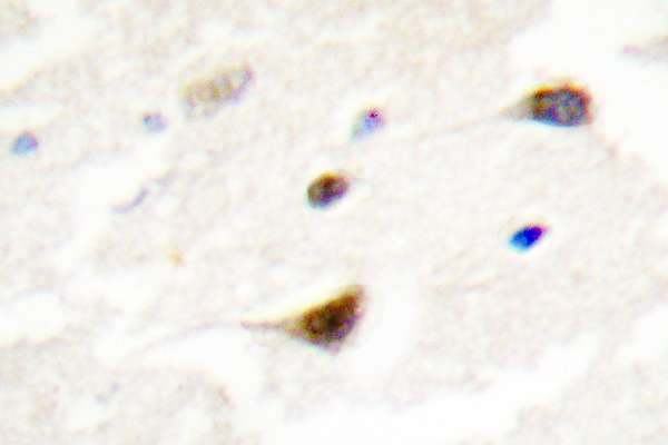 TRF1 / TERF1 Antibody - IHC of TRF1 (L215) pAb in paraffin-embedded human brain tissue.