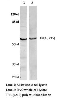 TRF1 / TERF1 Antibody - Western blot of TRF1(L215) pAb in extracts from A549 and SP20 cells.