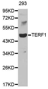 TRF1 / TERF1 Antibody - Western blot analysis of extracts of 293 cell line, using TERF1 antibody.
