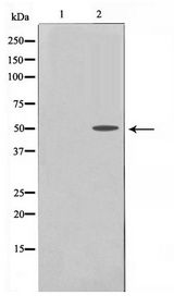 TRH Receptor / TRHR Antibody - Western blot of COS7 cell lysate using TRHR Antibody