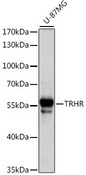 TRH Receptor / TRHR Antibody - Western blot analysis of extracts of U-87MG cells, using TRHR antibody at 1:1000 dilution. The secondary antibody used was an HRP Goat Anti-Rabbit IgG (H+L) at 1:10000 dilution. Lysates were loaded 25ug per lane and 3% nonfat dry milk in TBST was used for blocking. An ECL Kit was used for detection and the exposure time was 20s.