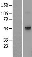 TRH Receptor / TRHR Protein - Western validation with an anti-DDK antibody * L: Control HEK293 lysate R: Over-expression lysate