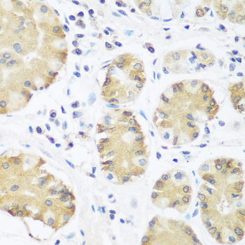 TRH / Thyrotropin Releasing Hormone Antibody - Immunohistochemistry of paraffin-embedded human stomach tissue.